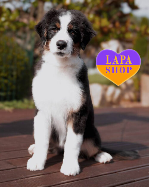 триколорна ауссі