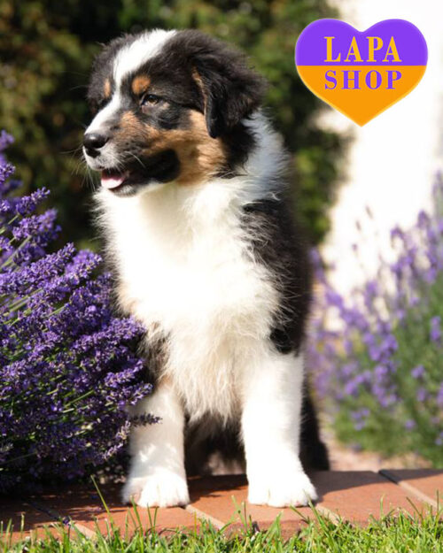 триколорний ауссі