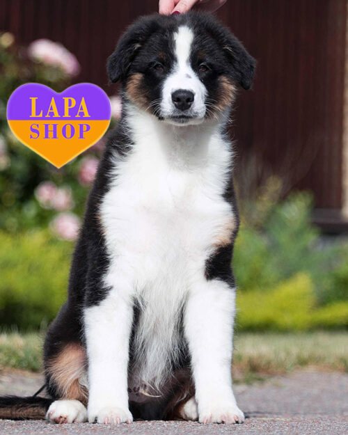 триколорний ауссі