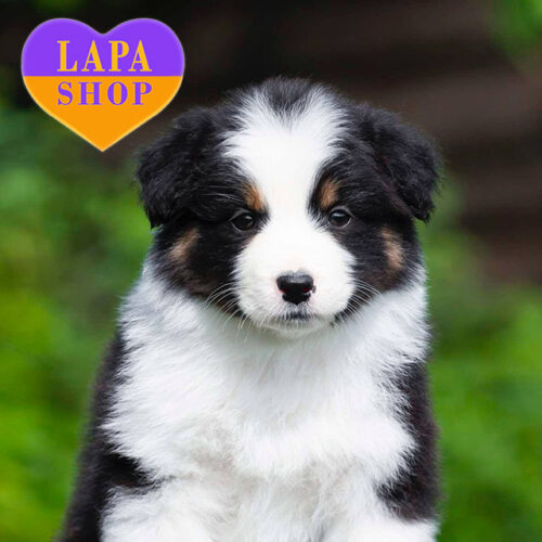 Триколорна красуня породи австралійська вівчарка