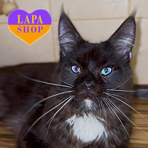 Чарівний красень породи мейн-кун F3 Bard з блакитними очима