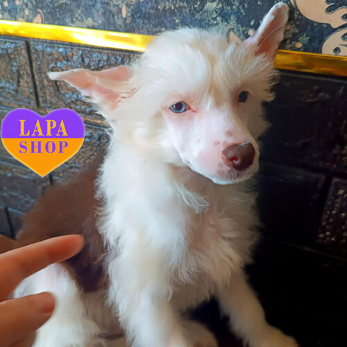 Ексклюзивний хлопчик породи китайський чубатий собака Барні