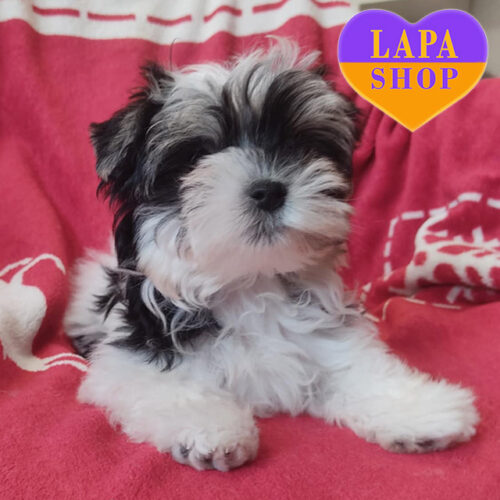 Чарівний хлопчик породи бівер йоркширський тер'єр