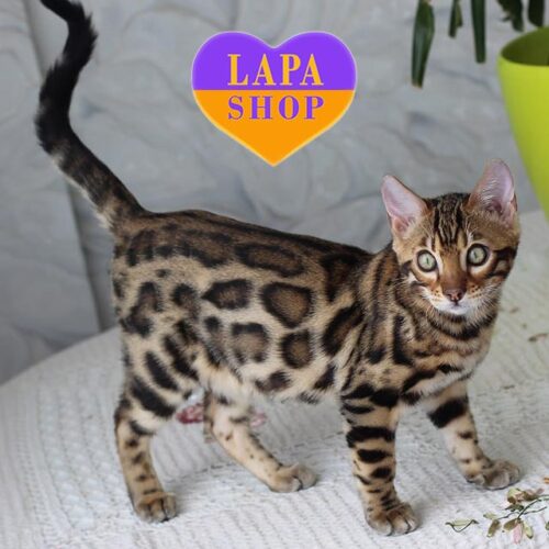 Бенгальский красавчик в роскошной шубке