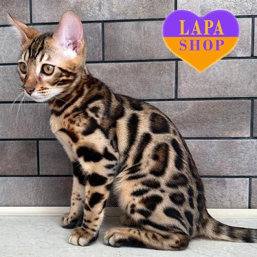 Бенгальский котенок Chivas — маленький "леопард" в роскошной шубке