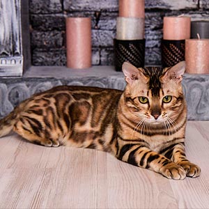 Изысканный бенгальский котенок с ярким окрасом Gatsby ben dad