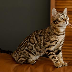 Изысканный бенгальский котенок с ярким окрасом Gatsby ben mom