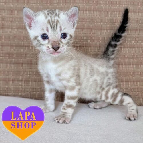 Sugar — чарівне бенгальське кошеня витонченого снігового забарвлення