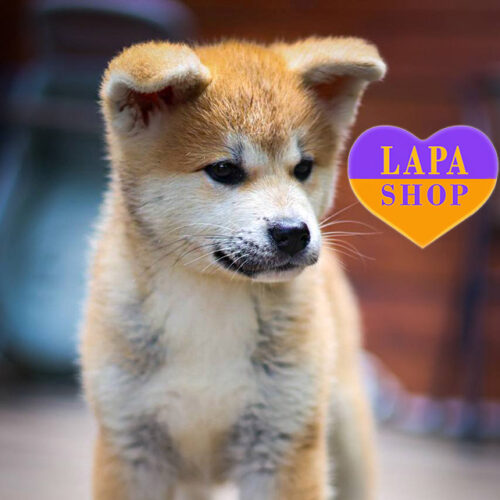 Рудо-біла леді породи акіта-іну Benihana