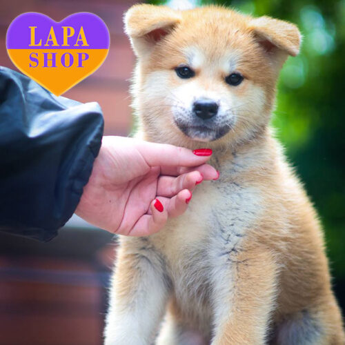 Чарівна красуня акіта-іну Beniyuri рудо-білого забарвлення