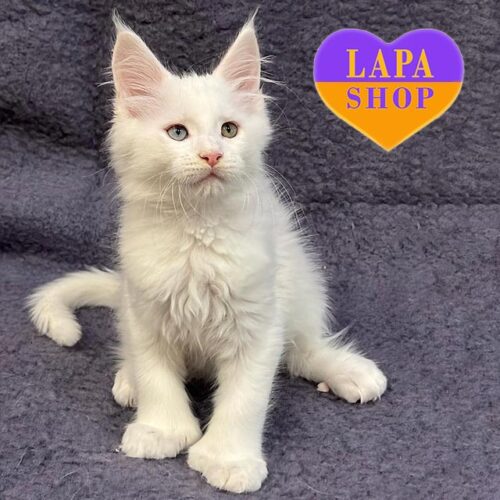 Мейн-кун полідакт Марсель — красунчик з білосніжною шубкою та магічними різнокольоровими оченятами