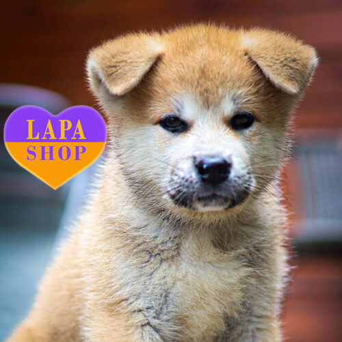 Bishamon — красень акіта-іну рудо-білого забарвлення