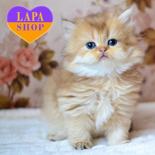 Милая британская длинношерстная красавица Fifa