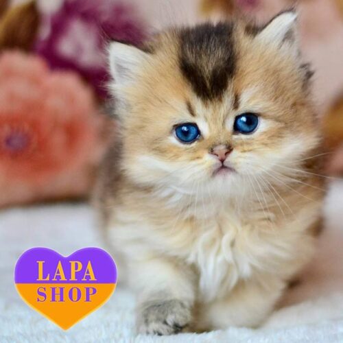 Fluffy — британский длинношерстный котенок изысканного золотого окраса