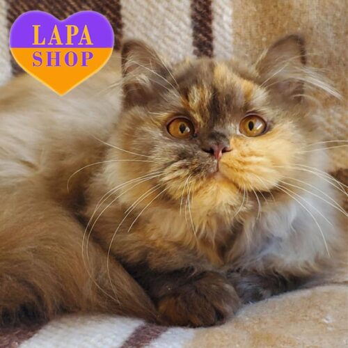 Rada is a Charming British Longhair Kitty