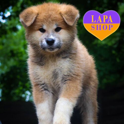 Boruto — біло-рудий хлопчик породи акіта-іну