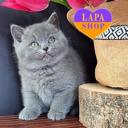 Charming British Kitty in a Blue Fur Coat Olimpia