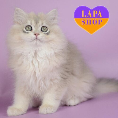 Элегантная британская длинношерстная кошечка в шубке нежного окраса Ollie