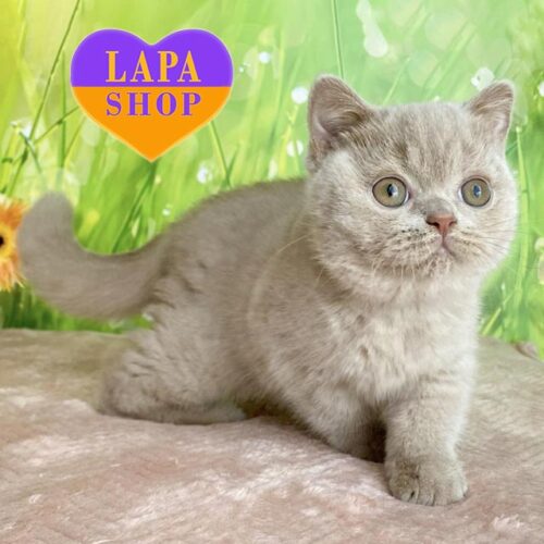 Британская красавица в фавновой шубке Diadem