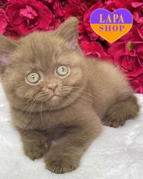 цинамова британка