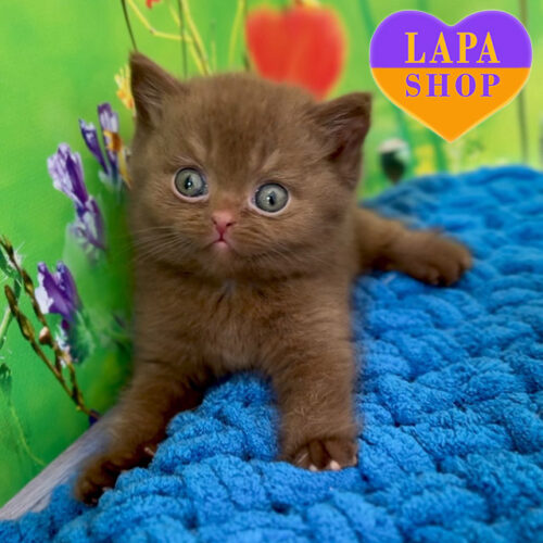 Charming British Shorthair Cat — Fluffy Joy for Your Home