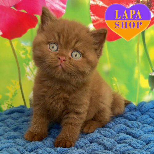 Милий британський короткошерстий котик