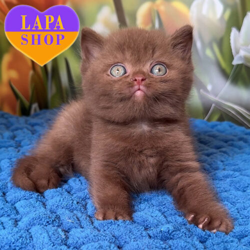 Плюшевий британський малюк чекає на свою родину