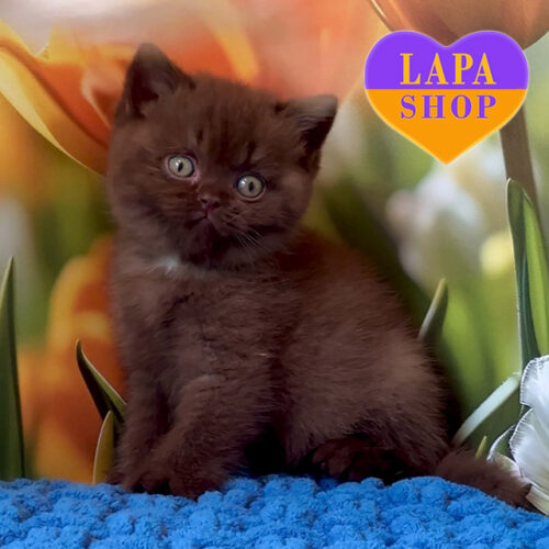 Charming British Shorthair Cinnamon-Colored Cat — For Breeding