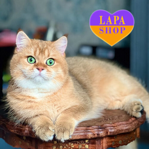 Милый британский котик Oniks - в разведение