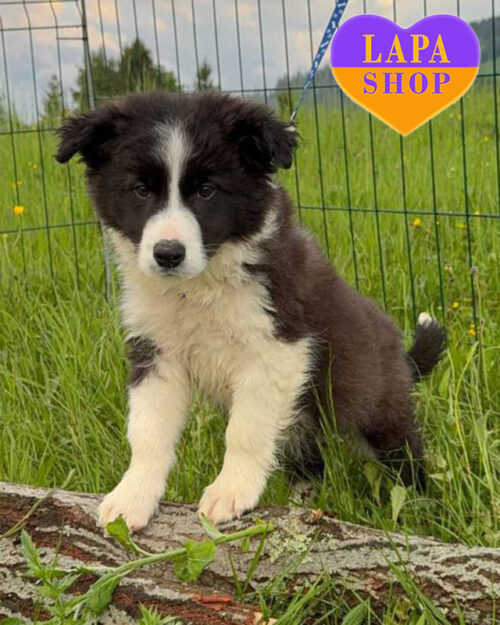 чорно-білий бордер-колі