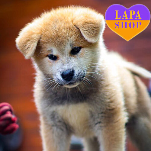 Рудо-білий хлопчик породи акіта-іну Bunta