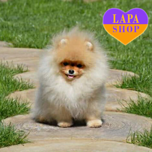 Элегантный красавец породы померанский шпиц Kelvin