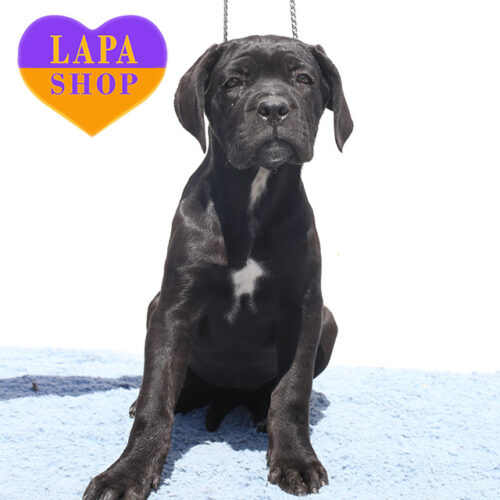 Calypso — Majestic Black Cane Corso Lady Looking for Her Family