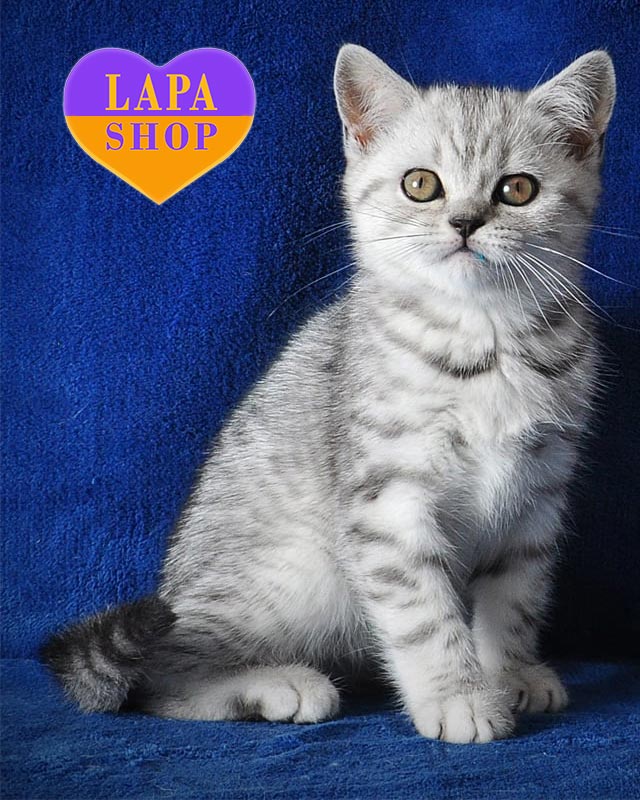 срібляста шотландська