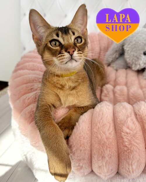 котик каракет