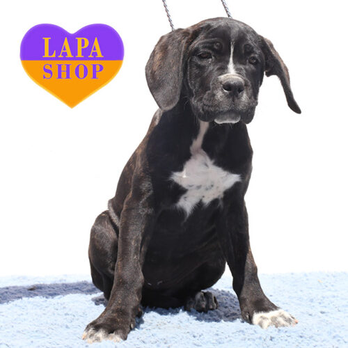 Chelsea — Brindle Cane Corso Girl Ready to Join Her New Family