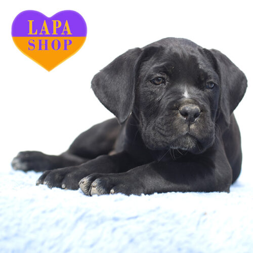 Chester — Elegant Cane Corso Boy Looking for His Forever Home