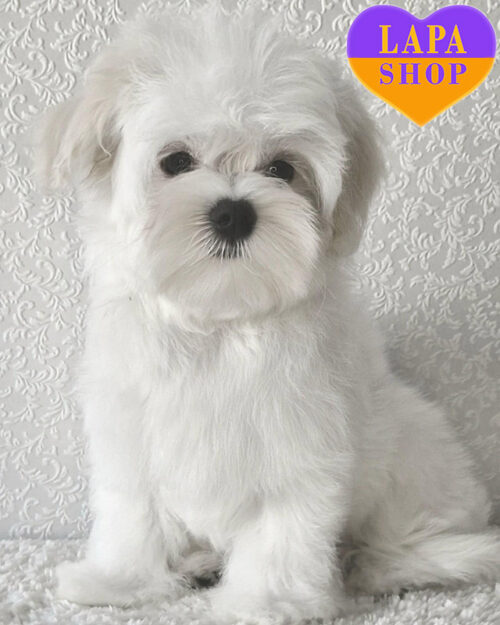 біла мальтійська болонка (мальтезе)