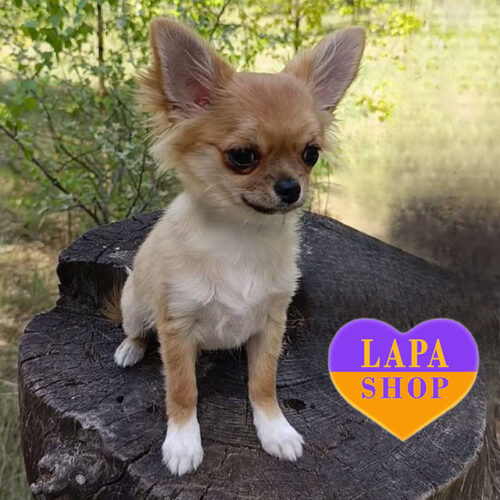 Длинношерстный мальчик породы чихуахуа — соболиный красавчик