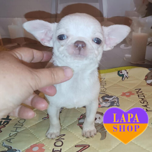 Белый красавец породы чихуахуа ждет свою семью