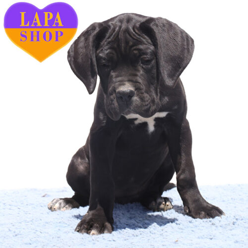 Ciara — Graceful Black Cane Corso Girl Ready to Join Your Family
