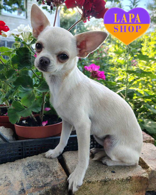 кремовий чихуахуа