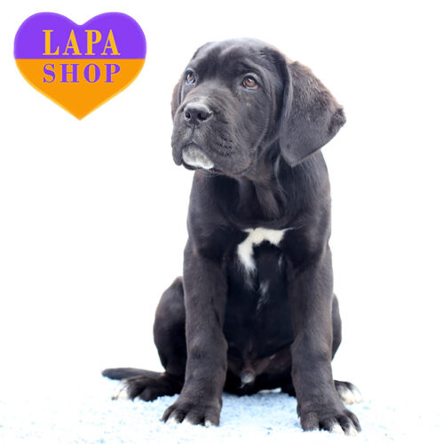 Cirius — Handsome Black Cane Corso Boy Looking for His Forever Home