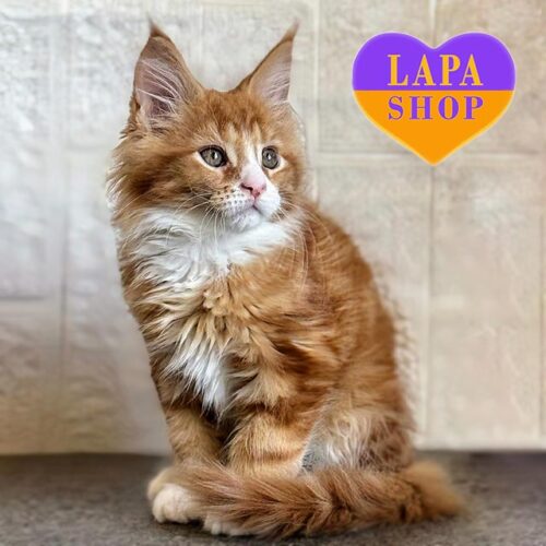 Martin is a Red Maine Coon Kitten in White Socks