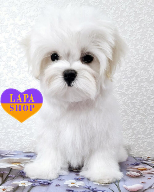 біла мальтійська болонка (мальтезе)