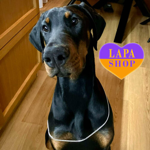 Creed — величний красень породи доберман