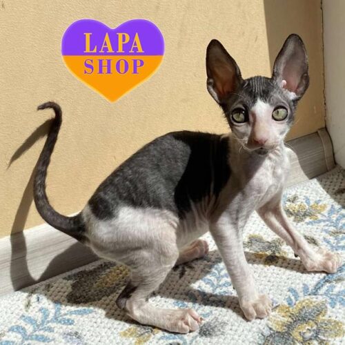 Rio is a Graceful Cornish Rex Kitten With Yellow Eyes and Contrasting Color