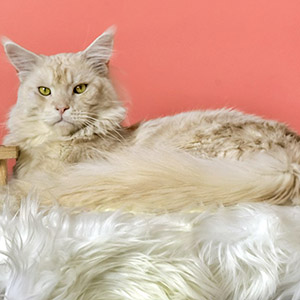 Милий котик мейн-кун Randi dad 16