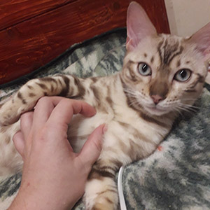 Rihanna — чарівна бенгальська кішечка рідкісного забарвлення dad 7