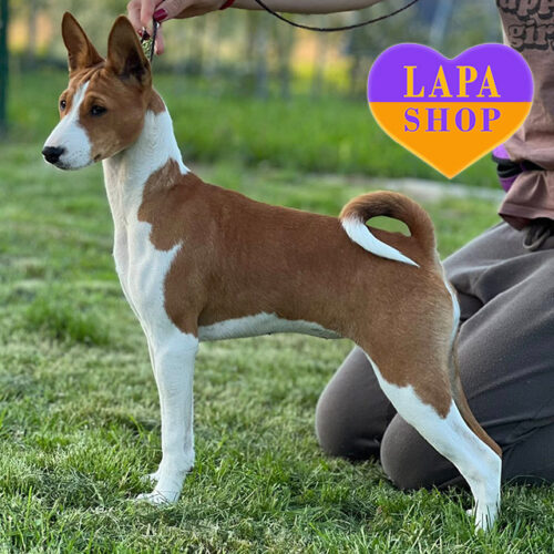 Daisy Maus — Red and White Basenji Lady